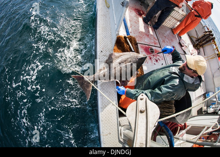 Gaffing Heilbutt, kommerziellen Langleinen Fischerei, Südwest-Alaska, Sommer an Bord zu bringen. Stockfoto