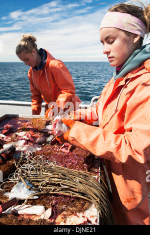 Hetze Heilbutt Longline Haken mit rosa Lachs beim Vorbereiten zum kommerziellen Fisch für Heilbutt In der Morzhovoi Bucht, in der Nähe von falschen Pass Stockfoto