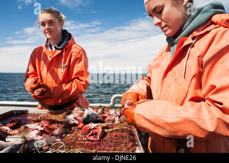 Hetze Heilbutt Longline Haken mit rosa Lachs beim Vorbereiten zum kommerziellen Fisch für Heilbutt In der Morzhovoi Bucht, in der Nähe von falschen Pass Stockfoto