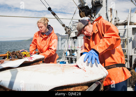 Ausnehmen Heilbutt beim kommerziellen Longline Fischen in der Nähe von False Pass im Morzhovoi Bay, Südwest-Alaska, Sommer. Stockfoto