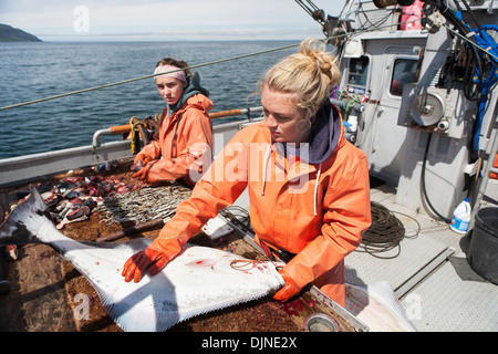 Ausnehmen Heilbutt beim kommerziellen Longline Fischen in der Nähe von False Pass im Morzhovoi Bay, Südwest-Alaska, Sommer. Stockfoto