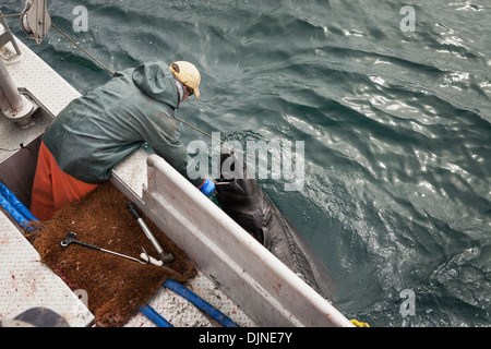 Buck Laukitis Entfernen einer pazifischen Sleeper Shark aus seiner kommerziellen Heilbutt Longline Zahnrad, Südwest-Alaska, Sommer. Stockfoto