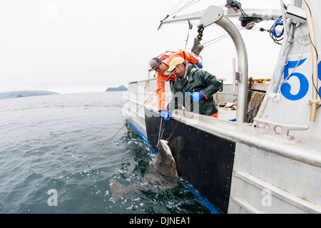 Gaffing Heilbutt, kommerziellen Langleinen Fischerei, Südwest-Alaska, Sommer an Bord zu bringen. Stockfoto