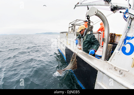 Gaffing Heilbutt, kommerziellen Langleinen Fischerei, Südwest-Alaska, Sommer an Bord zu bringen. Stockfoto