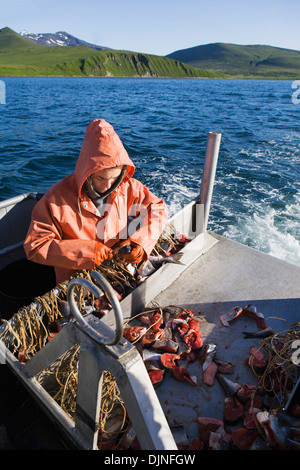 Hetze Heilbutt Longline Haken mit rosa Lachs beim Vorbereiten zum kommerziellen Fisch für Heilbutt in der Nähe von King Cove, Alaska-Halbinsel Stockfoto