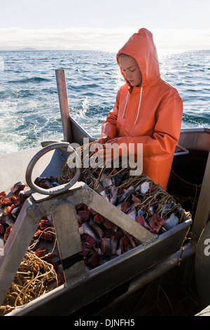 Hetze Heilbutt Longline Haken mit rosa Lachs beim Vorbereiten zum kommerziellen Fisch für Heilbutt in der Nähe von King Cove, Alaska-Halbinsel Stockfoto