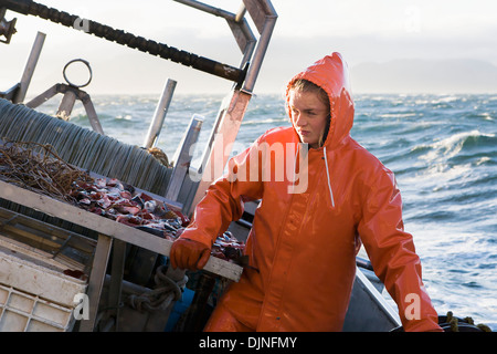 Deckhelfer versucht, Heilbutt Longline Haken mit rosa Lachs Köder an einem stürmischen Tag, in der Nähe von King Cove, Alaska-Halbinsel Stockfoto