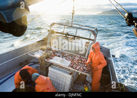 Deckhelfer versucht, Heilbutt Longline Haken mit rosa Lachs Köder an einem stürmischen Tag, in der Nähe von King Cove, Alaska-Halbinsel Stockfoto