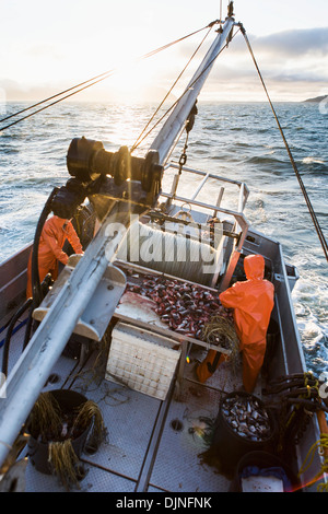 Deckhelfer versucht, Heilbutt Longline Haken mit rosa Lachs Köder an einem stürmischen Tag, in der Nähe von King Cove, Alaska-Halbinsel Stockfoto