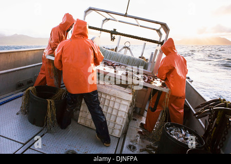 Deckhelfer versucht, Heilbutt Longline Haken mit rosa Lachs Köder an einem stürmischen Tag, in der Nähe von King Cove, Alaska-Halbinsel Stockfoto