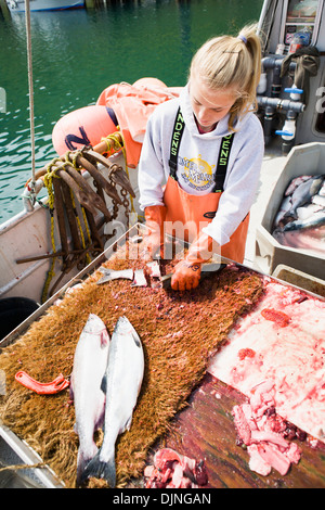 Kommerzieller Heilbutt Longlinen Köder Buckellachs vorbereiten, Sommer King Cove, Alaska-Halbinsel, Südwest-Alaska. Stockfoto