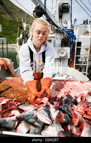 Kommerzieller Heilbutt Longlinen Köder Buckellachs vorbereiten, Sommer King Cove, Alaska-Halbinsel, Südwest-Alaska. Stockfoto