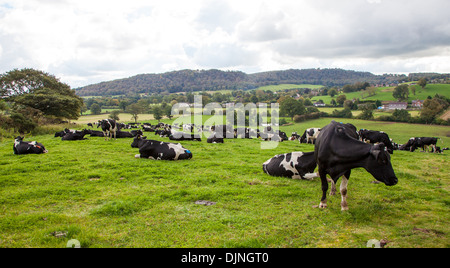 Eine Herde friesischer Milchkühe auf einer Weide oder auf einem Bauernhof Cheshire England UK Stockfoto