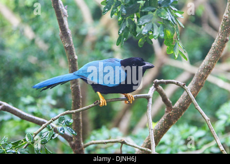 Yucatán Jay (Cyanocorax Yucatanicus) bei Riviera Maya Cancun Quintana Roo Yucatan Halbinsel Mexiko Nordamerika Stockfoto