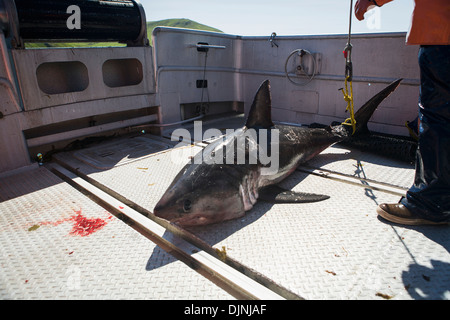 Ein Lachs Hai gefangen während Lachs In der Alaska Abteilung der Fische und Angelspiel "Alaska-Halbinsel Area" Stockfoto