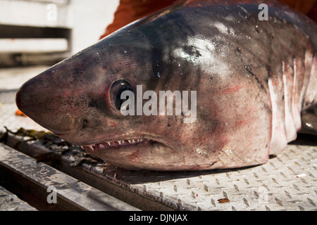 Ein Lachs Hai gefangen während Lachs In der Alaska Abteilung der Fische und Angelspiel "Alaska-Halbinsel Area" Stockfoto