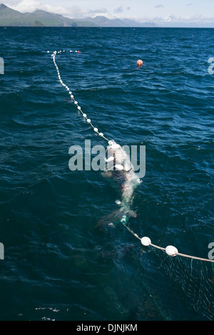 Ein Lachs Hai gefangen während Lachs In der Alaska Abteilung der Fische und Angelspiel "Alaska-Halbinsel Area" Stockfoto