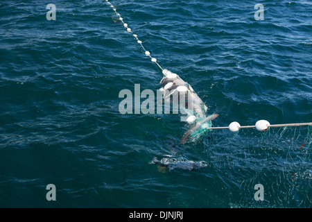 Ein Lachs Hai gefangen während Lachs In der Alaska Abteilung der Fische und Angelspiel "Alaska-Halbinsel Area" Stockfoto