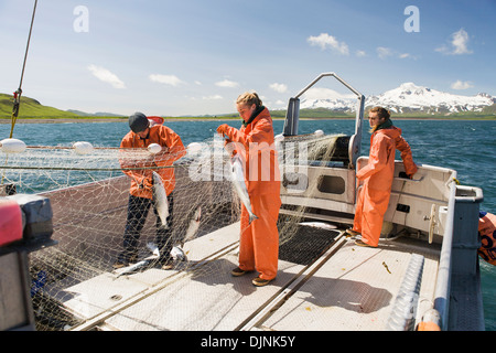 Lachsfischen In Ikatan Bucht vor Isanotski Spitzen und Roundtop Mountain auf Unimak Insel In "Alaska-Halbinsel Area" Stockfoto