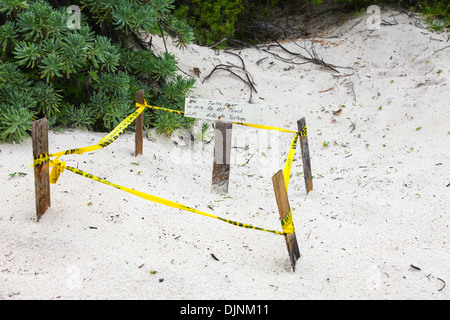 Ein Green Turtle Nest für Schutz am Strand bei Riviera Maya Cancun Yucatan Halbinsel Mexiko Nordamerika abgesperrt Stockfoto