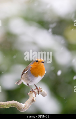 Weihnachtsszene von Robin Erithacus Rubecula auf schneebedeckter Barsche im fallenden Schnee. Stockfoto