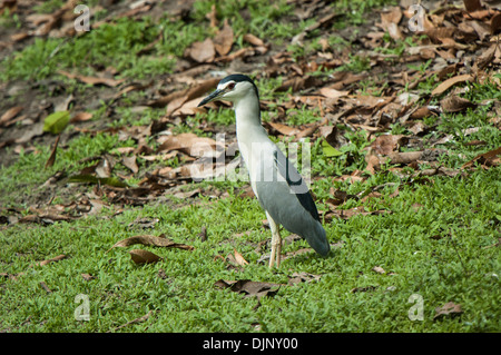 Altvogel stehend am Ufer im Querformat. Stockfoto