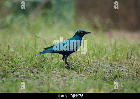 Altvogel im Querformat auf Boden. Stockfoto