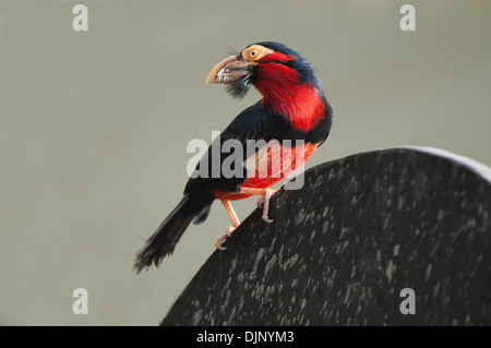 Altvogel thront auf Tor, im Querformat. Stockfoto