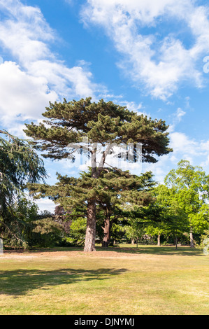 Baum in Kew Royal Botanical Gardens, London, England Stockfoto