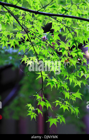 Japan, Kyoto, Eikan-Do Tempel, Garten, Stockfoto