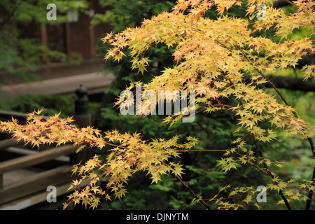 Japan, Kyoto, Eikan-Do Tempel, Garten, Stockfoto