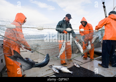 Lachs In der Alaska Abteilung der Fische und Angelspiel "Alaska-Halbinsel Area", auch bekannt als "Raum M" Dies war eine umstrittene Fischereigebiet. Stockfoto