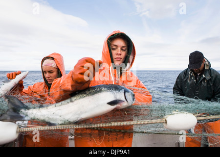 Lachs In der Alaska Abteilung der Fische und Angelspiel "Alaska-Halbinsel Area", auch bekannt als "Raum M" Dies war eine umstrittene Fischereigebiet. Stockfoto