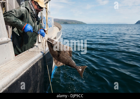 Gaffing Heilbutt, kommerziellen Langleinen Fischerei, Südwest-Alaska, Sommer an Bord zu bringen. Stockfoto