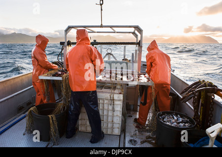 Deckhelfer versucht, Heilbutt Longline Haken mit rosa Lachs Köder an einem stürmischen Tag, in der Nähe von King Cove, Alaska-Halbinsel Stockfoto