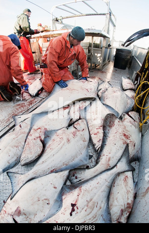 Platzieren, ausgenommen Heilbutt In der Fishhold, in den Sommermonaten kommerziellen Langleinen Fischerei, Südwest-Alaska Eistee. Stockfoto