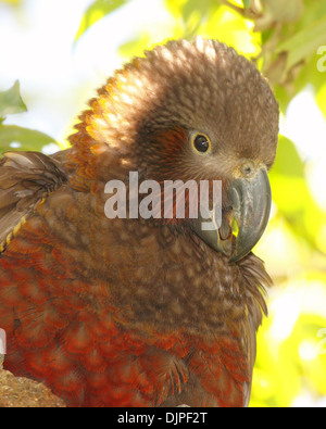 Eine juvenile Kaka klappern. Stockfoto