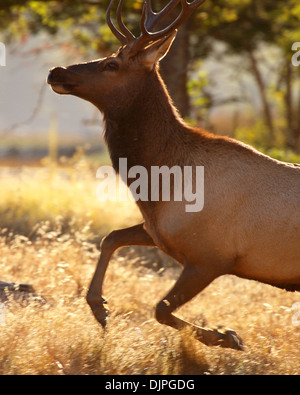 Ein Tule Elk Stier tänzelnden durch. Stockfoto