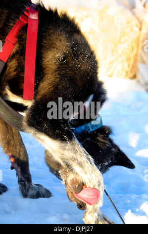 13. März 2010 - Unalakleet, Alaska, USA - Iditarod 2010 Schlittenhund leckt Pfote nach der Ankunft im Beringmeer während Iditarod Sled Dog Race 2010. (Kredit-Bild: © Ron Levy/ZUMA Press) Stockfoto