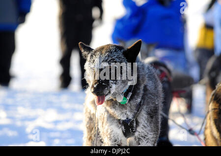 13. März 2010 - Unalakleet, Alaska, USA - frostigen Schlittenhunde kurz nach Ankunft in Unalakleet Bering Meer entlang während Iditarod Sled Dog Race 2010. (Kredit-Bild: © Ron Levy/ZUMA Press) Stockfoto