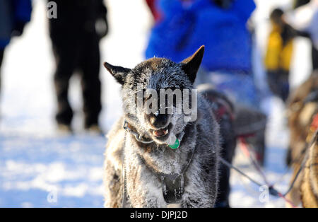 13. März 2010 - Unalakleet, Alaska, USA - frostigen Schlittenhunde kurz nach Ankunft in Unalakleet Bering Meer entlang während Iditarod Sled Dog Race 2010. (Kredit-Bild: © Ron Levy/ZUMA Press) Stockfoto