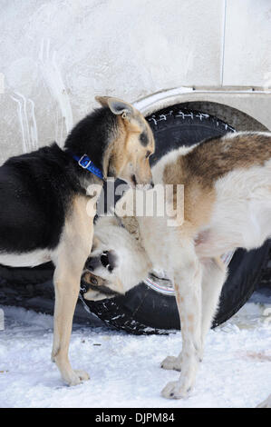 7. März 2010 - Willow, Alaska, USA - Iditarod Sled Hunde spielen beim warten auf den Beginn des Iditarod Trail Sled Dog Race 2010 in Willow, Alaska für die 1.100 Meilen-Rennen quer durch Alaska. (Kredit-Bild: © Ron Levy/ZUMA Press) Stockfoto