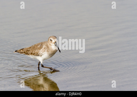 Willet, Tringa semipalmata, ein großer Küstenvogel in Sandpiper Familie, in Chincoteague NWR auf Assateague Island in Virginia. Stockfoto