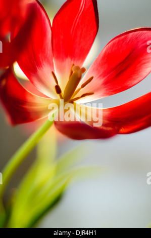 Rote Tulpe Blume öffnen gegen eine Hintergrundbeleuchtung auf grauem Hintergrund Stockfoto