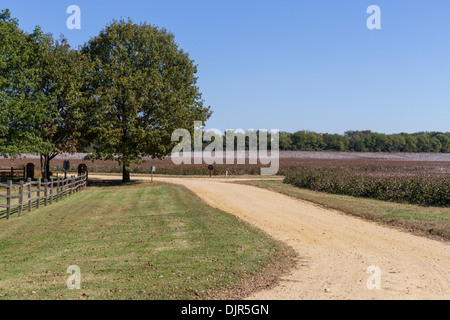 Baumwollfelder bei Shirley Plantation in Virginia. Stockfoto