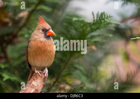 Weibliche Nordkardinale, Cardinalis cardinalis, im Herbst in McLeansville, North Carolina. Stockfoto