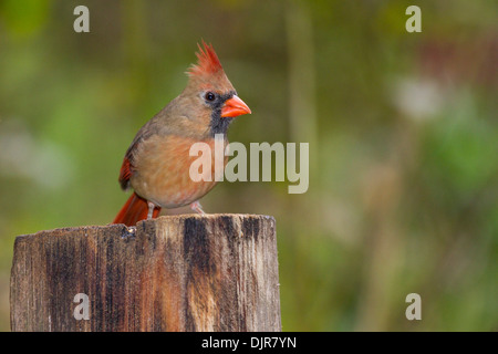 Weibliche Nordkardinale, Cardinalis cardinalis, im Herbst in McLeansville, North Carolina. Stockfoto