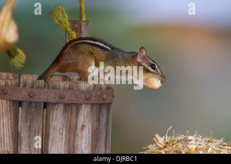 Eastern Chipmunk, Tamias striatus, Nüsse sammeln im Herbst im Hinterhof in McLeansville, North Carolina. Stockfoto