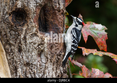Männlich Downy Woodpecker, Picoides pubescens, im Herbst in McLeansville, North Carolina. Stockfoto