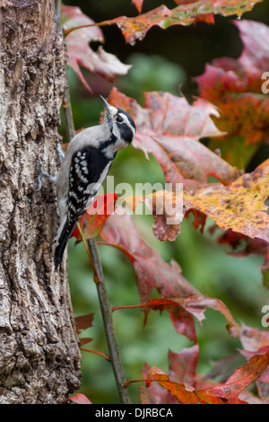 Flauschspecht, Picoides pubescens, im Herbst in McLeansville, North Carolina. Stockfoto